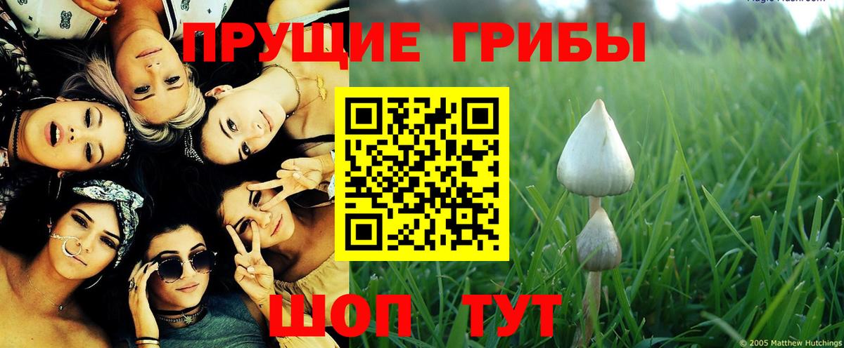 Галлюциногенные грибы Cubensis Солнечногорск